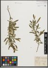 Foto von Salix purpurea L.